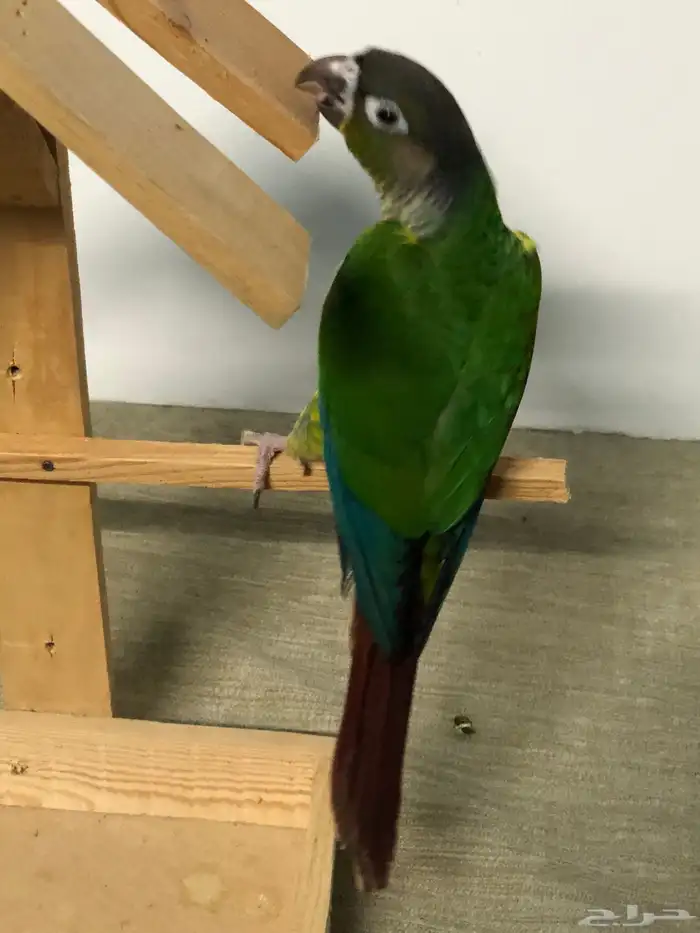 فرخين كنيور 9