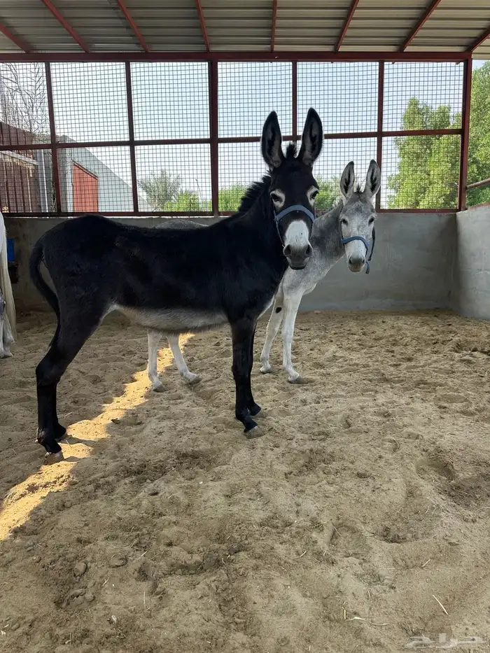 حمارتين للبيع 2