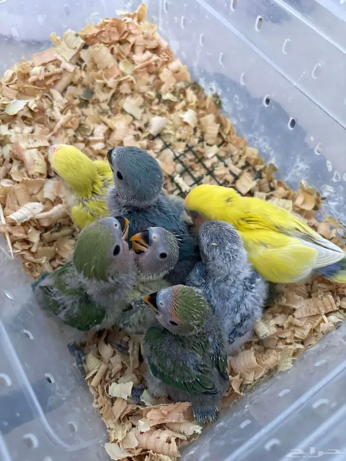 للبيع فروخ روز ب 110 قير شامل لتوصيل يتوفر توصيل 0