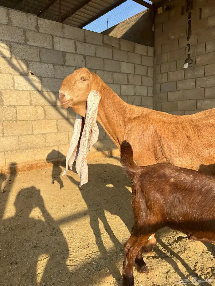 عنز هولندية متبع بجفره ودافع 4