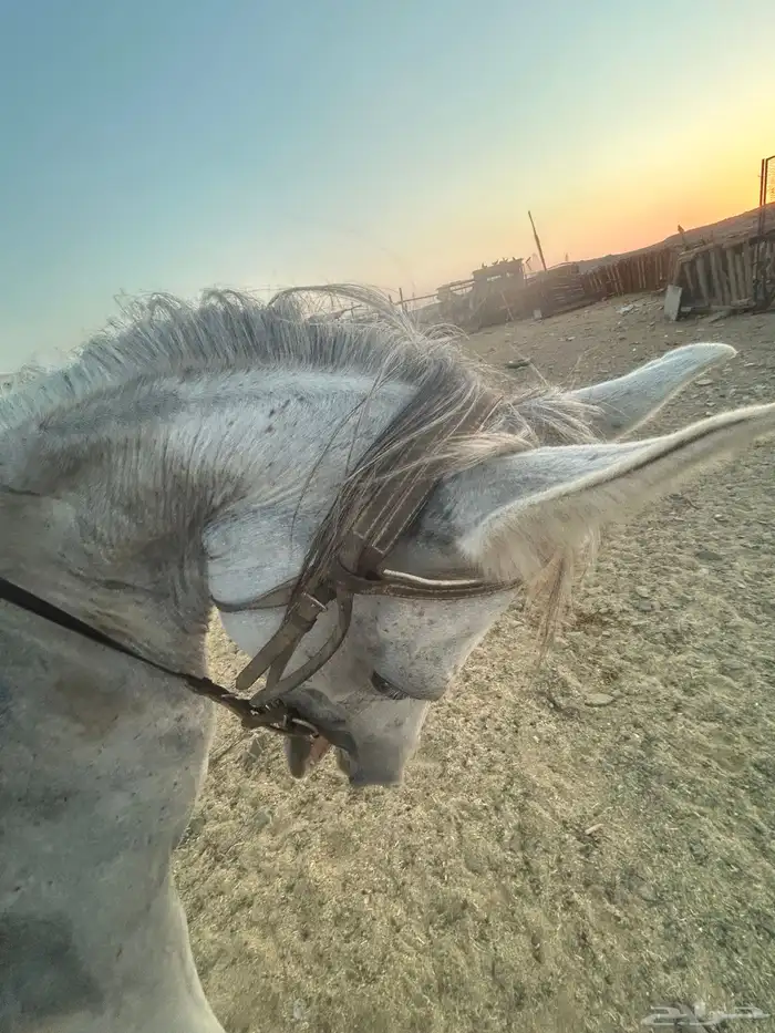 حصان. شعبي. 3