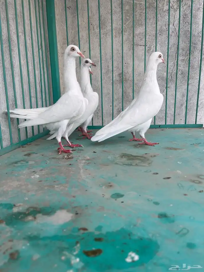 اربع حبات شيكر هزاز 1