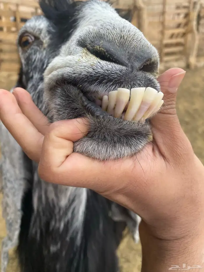 للبيع عنز عارضيه صنف 3