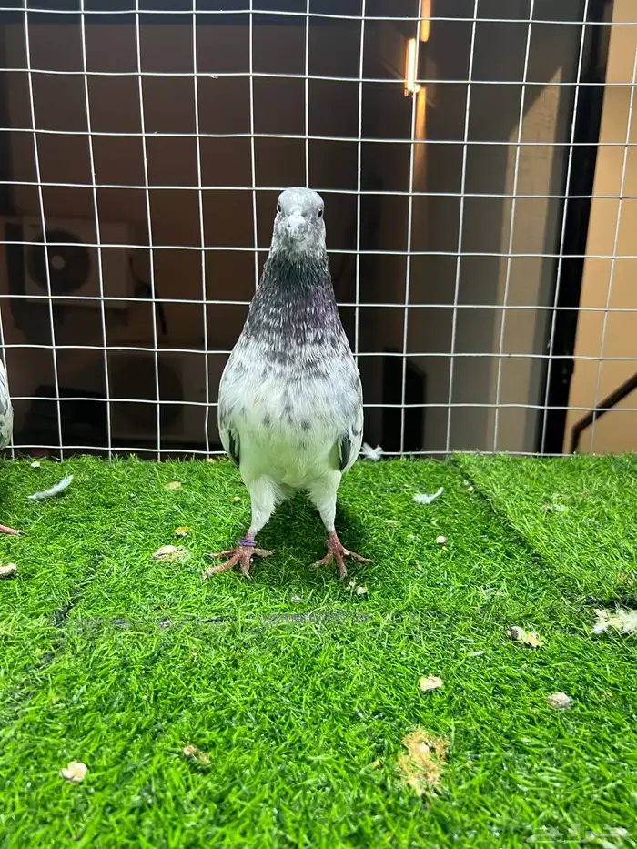 زوج باكستاني شت والا 6