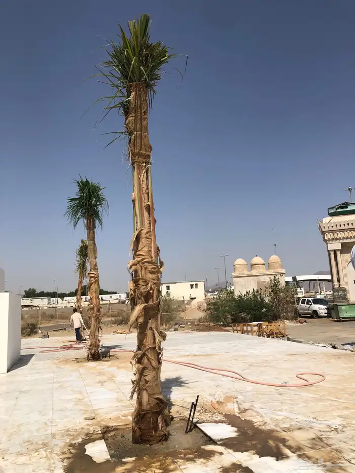 نخيل ملوكي نخيل جوز الهند نارجيل نخيل واشنطني 5