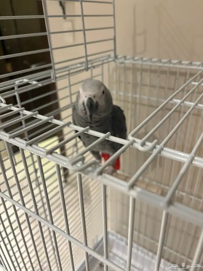 كاسكو للبيع 1