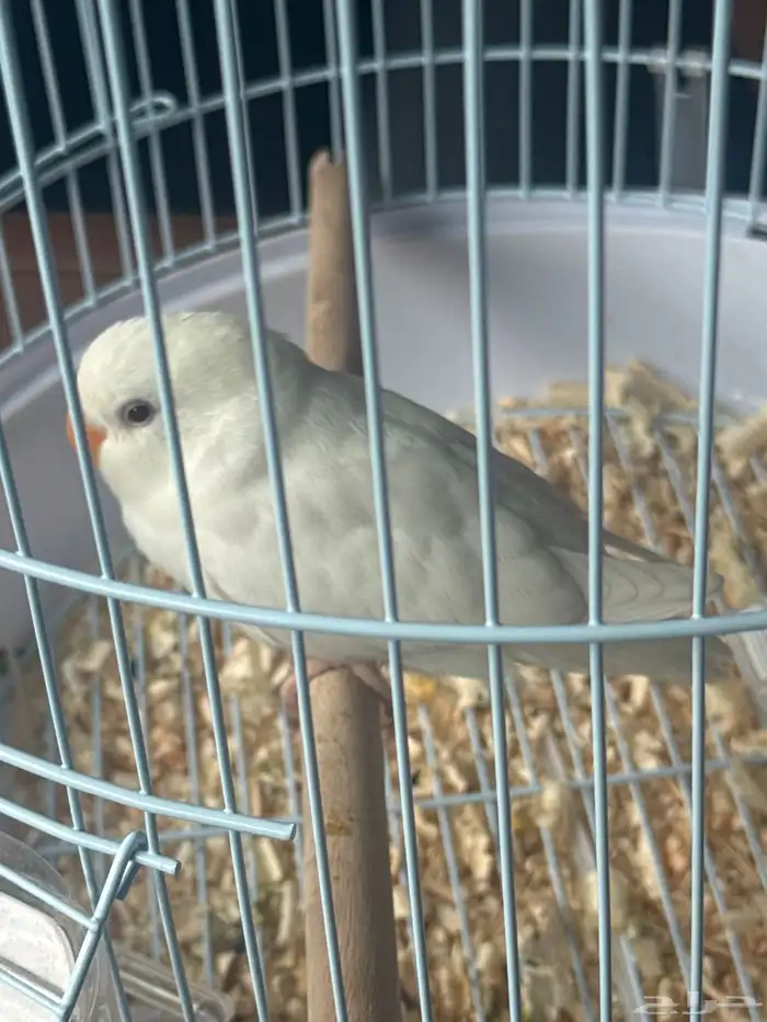 طيور روز للبيع ع السوم 4