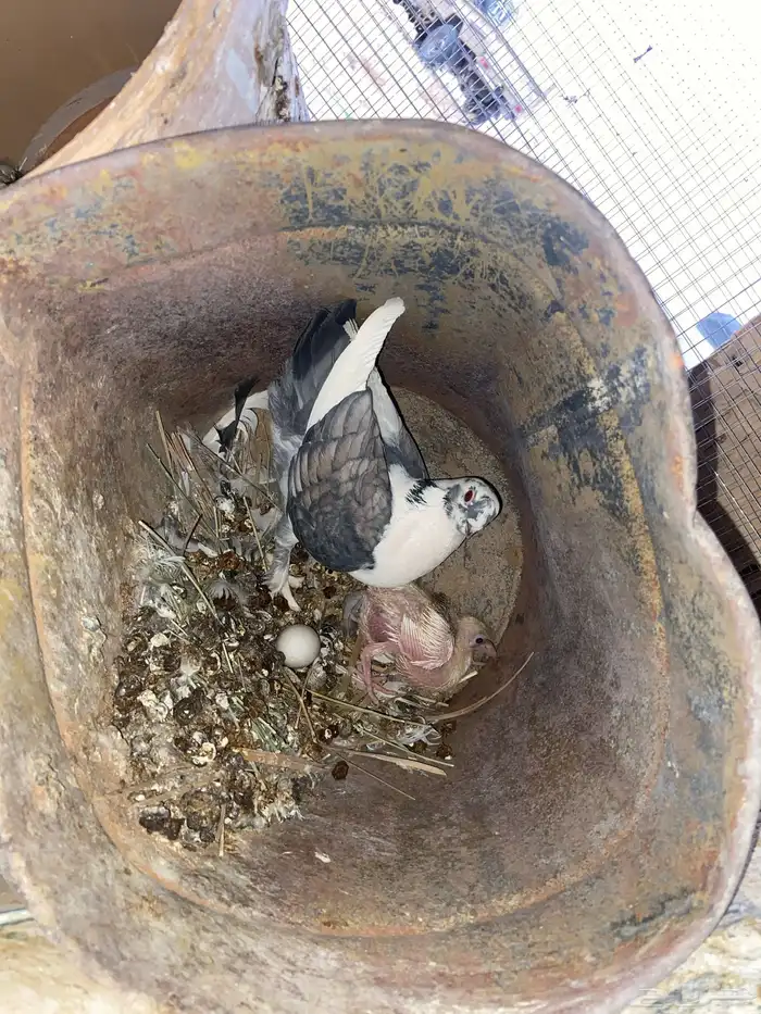 حمام تحته فرخ وبيظ من أم ثنيه و بيفقس 0