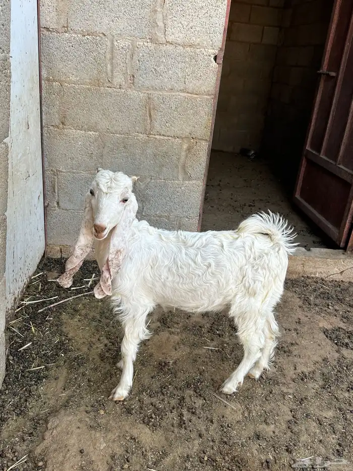 تيس العمر 3 شهور ونص 0