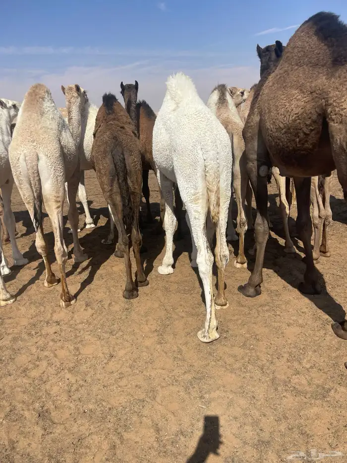 قعدان للمناسبات كفو التواصل خاص 1