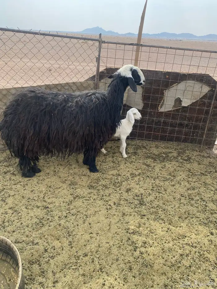 نجديه والد للبيع 3