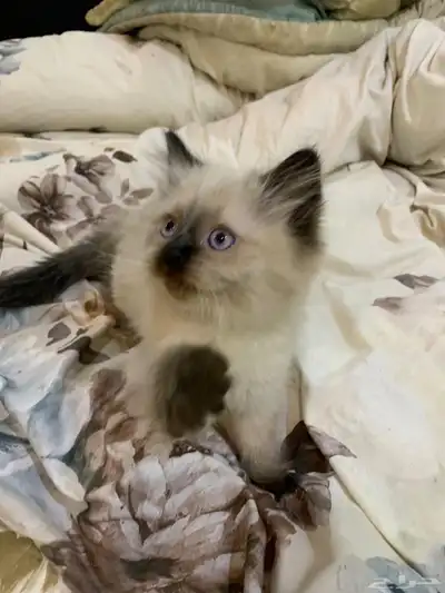 للبيع قطط كيتن للبيع بعمر شهرين index