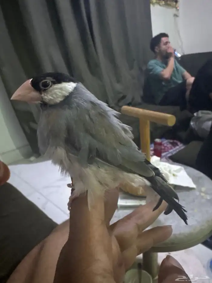 جاوا اليف بصحه ممتازه 0