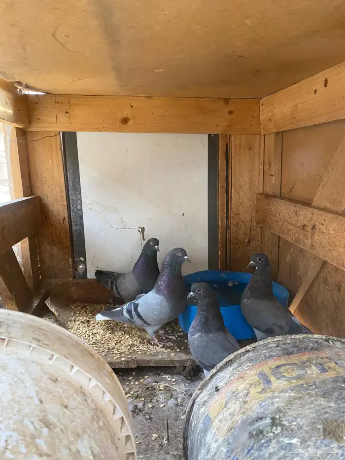 حمام قطايف (ازرق) 0