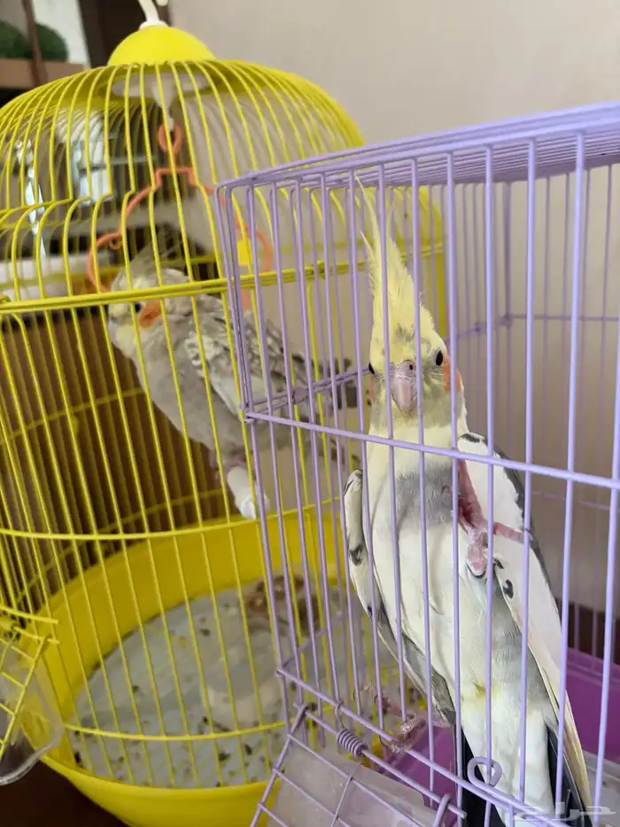 كروان للبيع 1