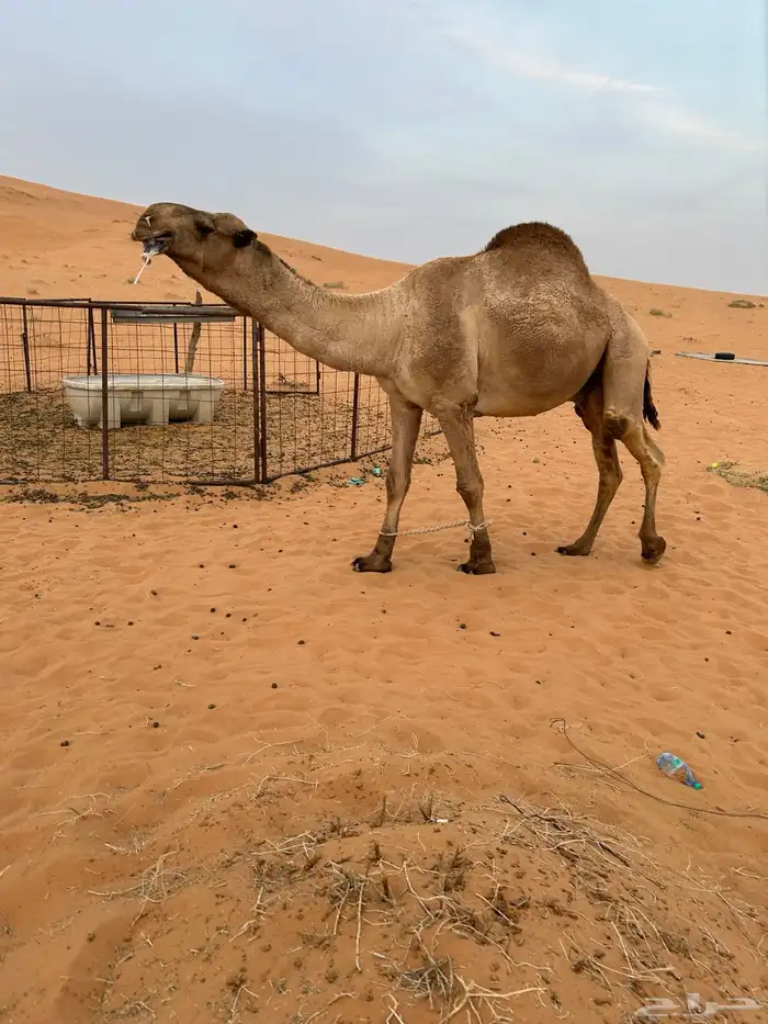 للبيع قعود اشعل على غرنوق منتج 14