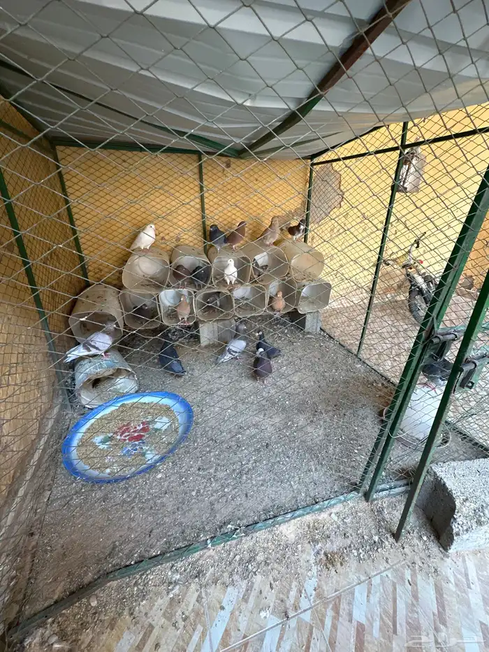 حمام للبيع 0