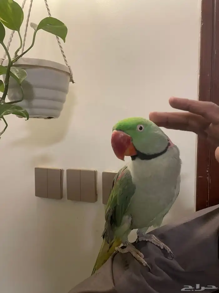 ذكر درة نيبالي 2