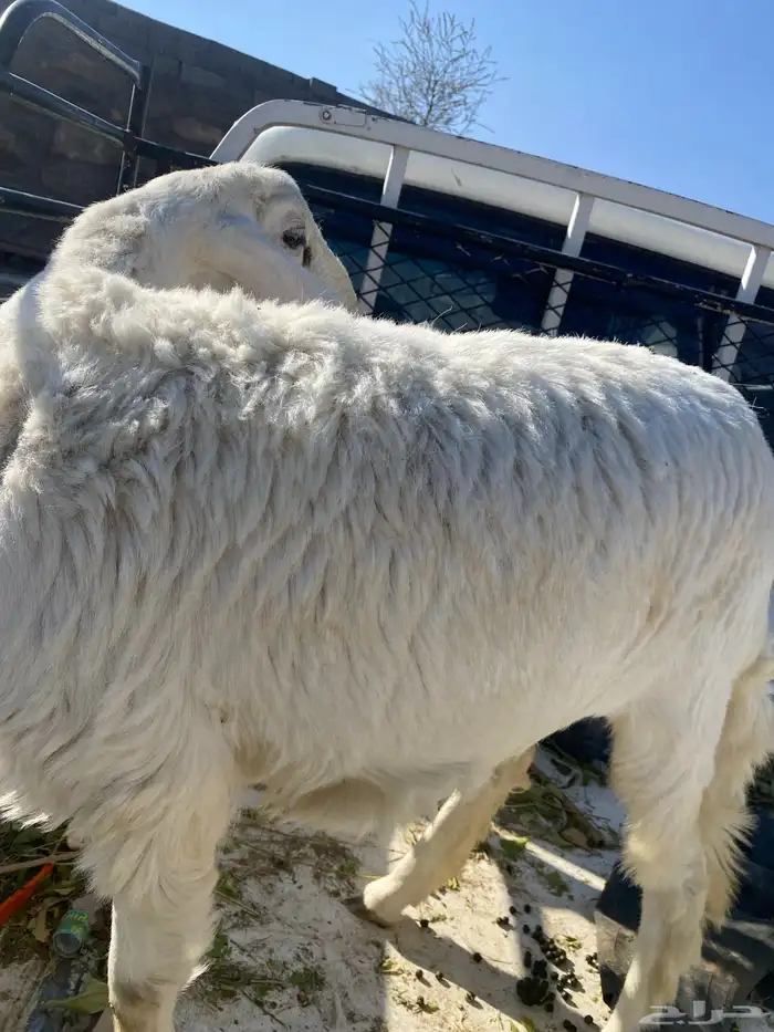 رخل دافع   غنم 0