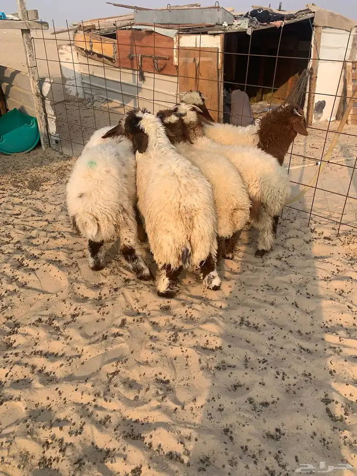5 خرفان ورخل. سمان طيبه. فوق 4 شهور 1