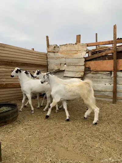 تيوس بيشيات index