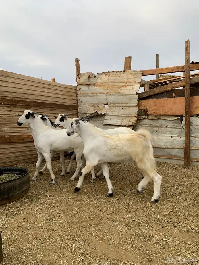 تيوس بيشيات 2