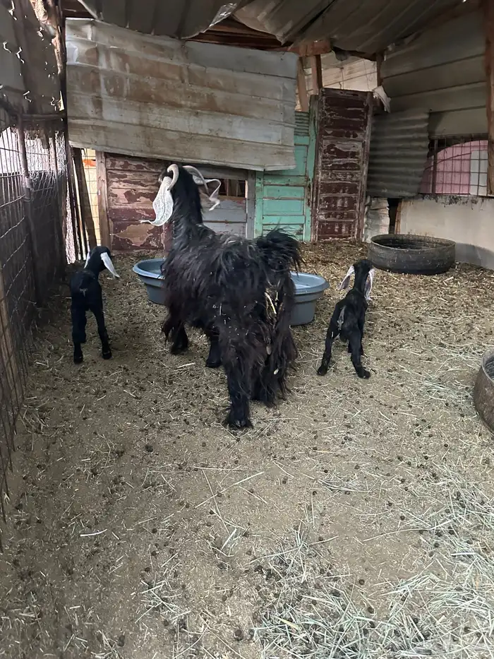 معزى عارضيه 3