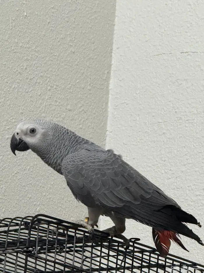 فرخ كاكسو اليف وهدد 4