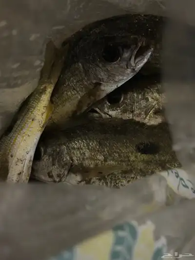 سمك للبيع 0