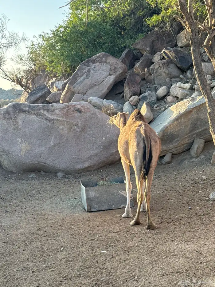 للبيع ماخضين 0