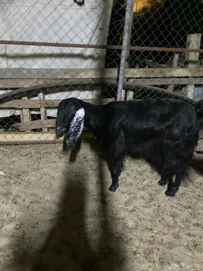 البيع عنز عرضي 3