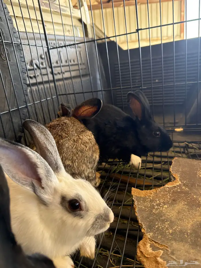 أرانب ذكور 2