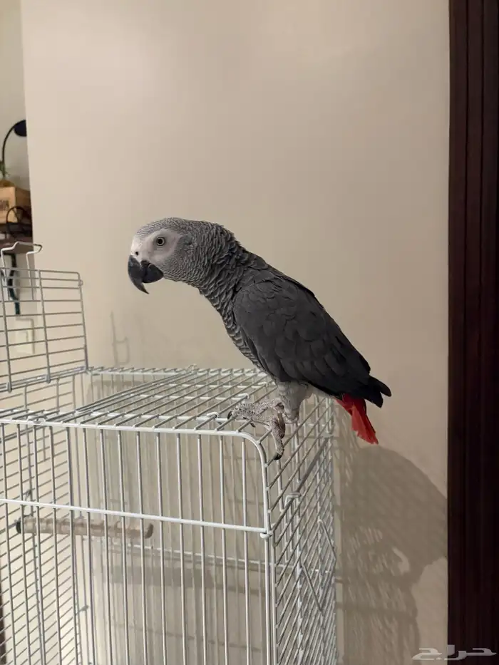 كاسكو للبيع 3