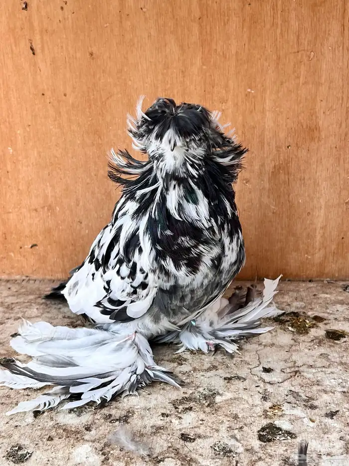 طبه بخارة سبلاش وتايقر 0