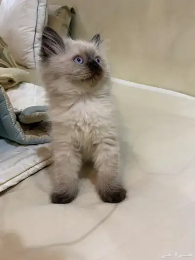 للبيع قطط كيتن للبيع بعمر شهرين index