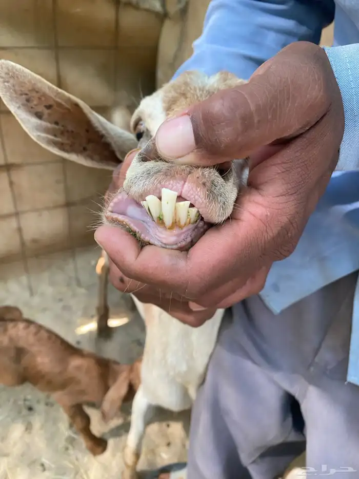 عنز متوم وجذعه مهجنه 5