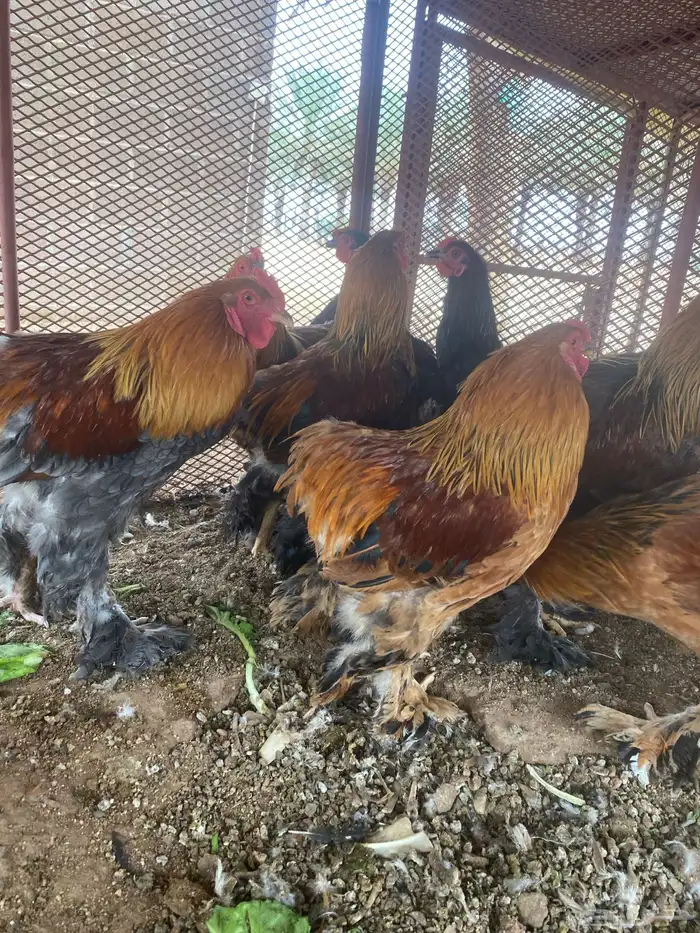 ديوك براهما 2