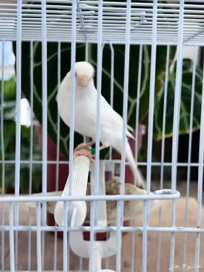 انثى كناري 19