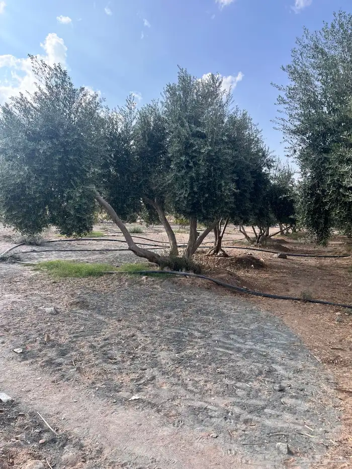 شجر زيتون كبير 3