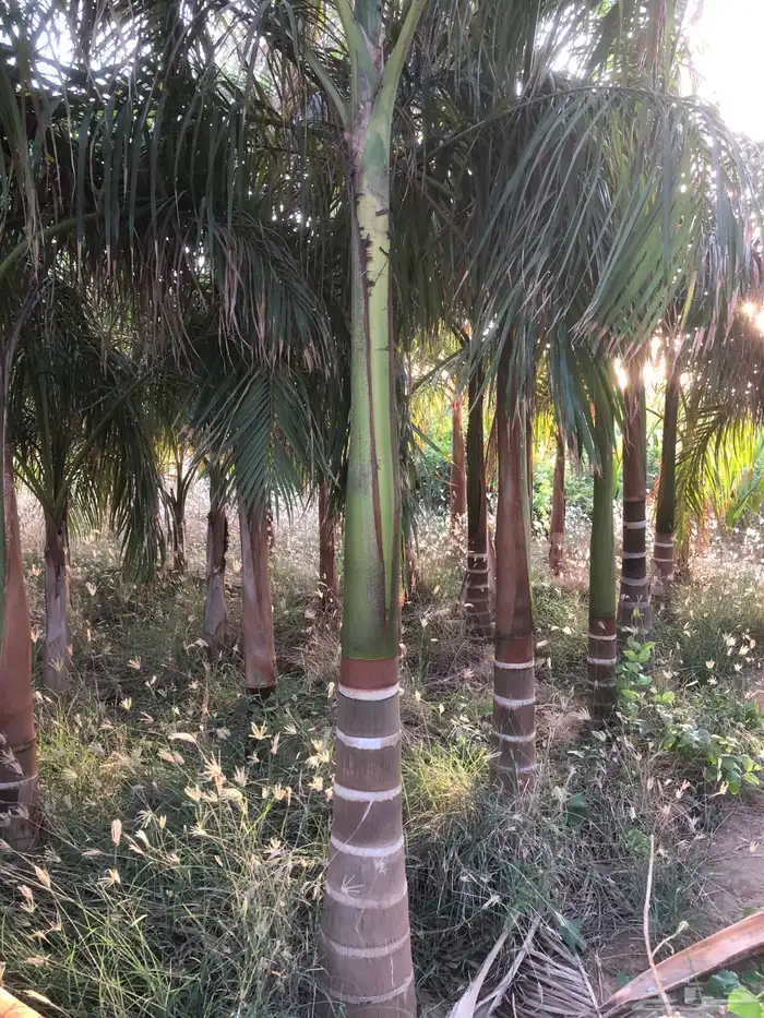 نخيل ملوكي نخيل جوز الهند نارجيل نخيل واشنطني 12