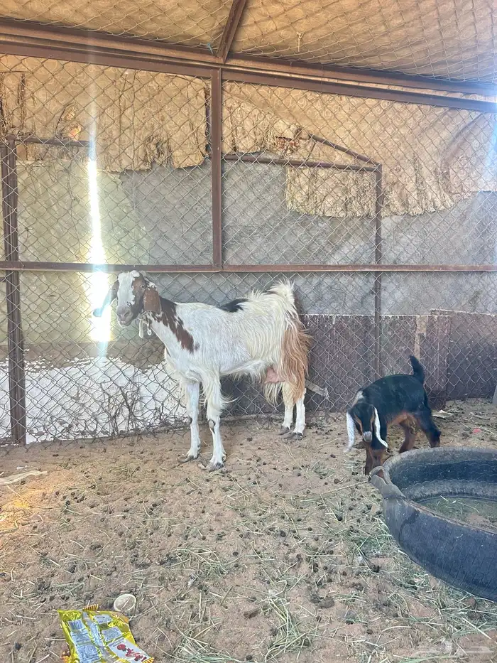 عنز تحتها تيس السن سديس 0