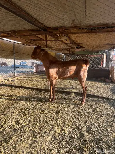 فحل رباع ادهم index