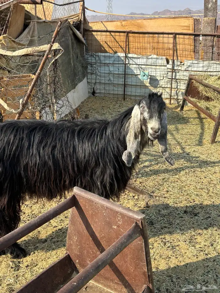 فحل عارضي أجم  مشروط 2