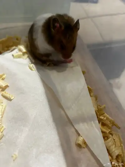 هامستر مجانا index