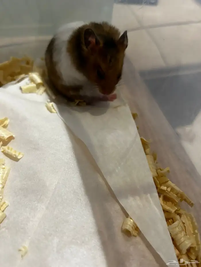 هامستر مجانا 1