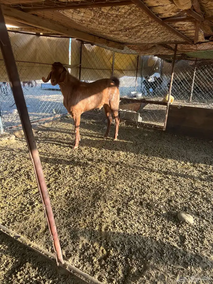 فحل رباع ادهم 7