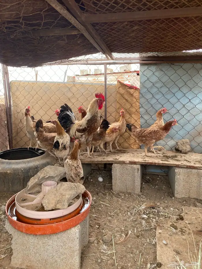 دجاج بلدي بياض الصحه شرط 0