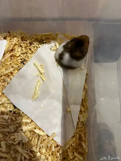 هامستر مجانا index