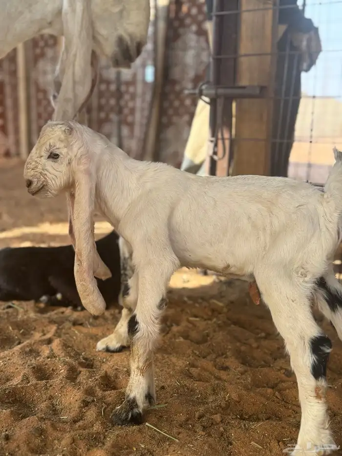 عنز مشروكه حاصب 6