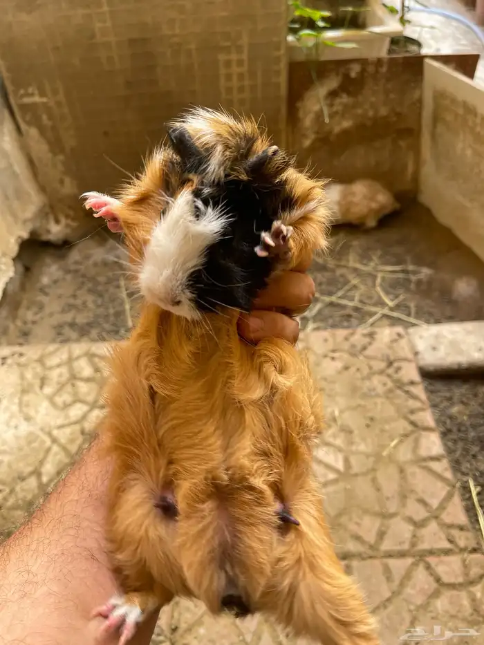 وبرة نظيفة وبشعر كثيف (أمريكي- فرنسي- بلدي) 7